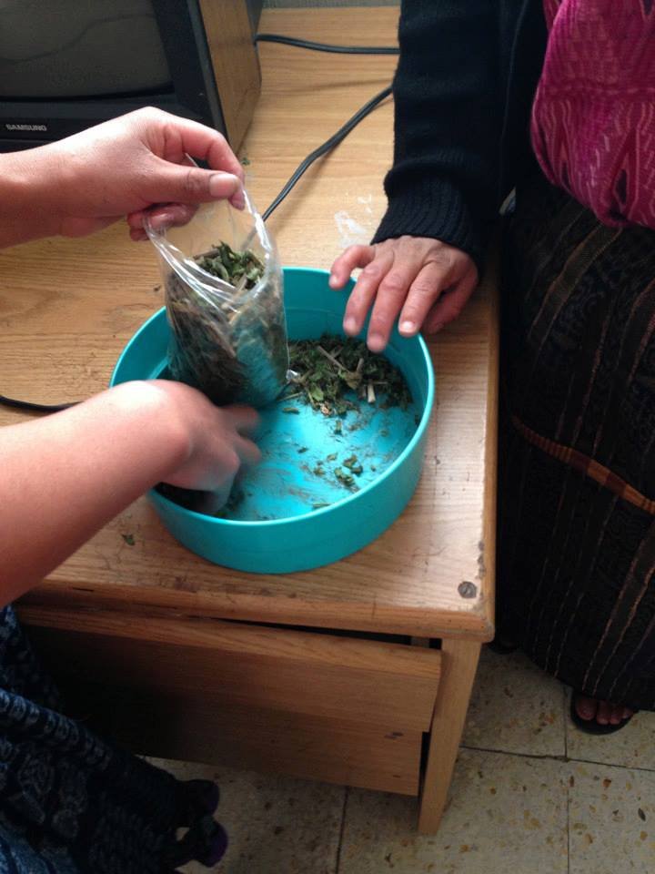  Comadronas del municipio de Concepción Chiquirichapa e integrantes de la Asociación de Comadronas del Área Mam de Quetzaltenango, ponen a secar las plantas, para luego guardarlas en bolsas plásticas, este proceso es parte de su formación académica. Foto: ACAM 